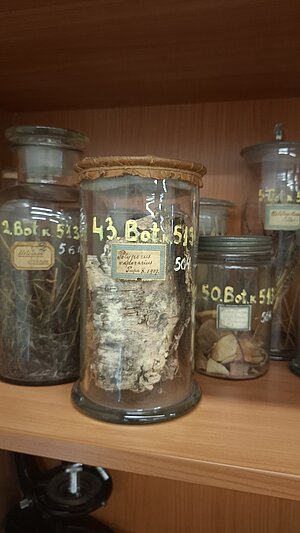 Adustoporia sinuosa (Fr.) mācību preparāts ekspozīcijā ar botānikas mācību materiālu apakškolekciju. Foto: K.Rutkovskis 