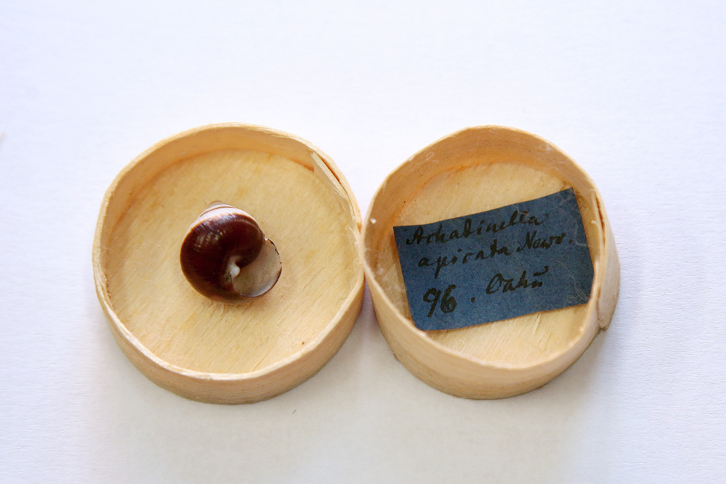 Achatinella apexfulva (Foto: Sarmīte Livdāne)