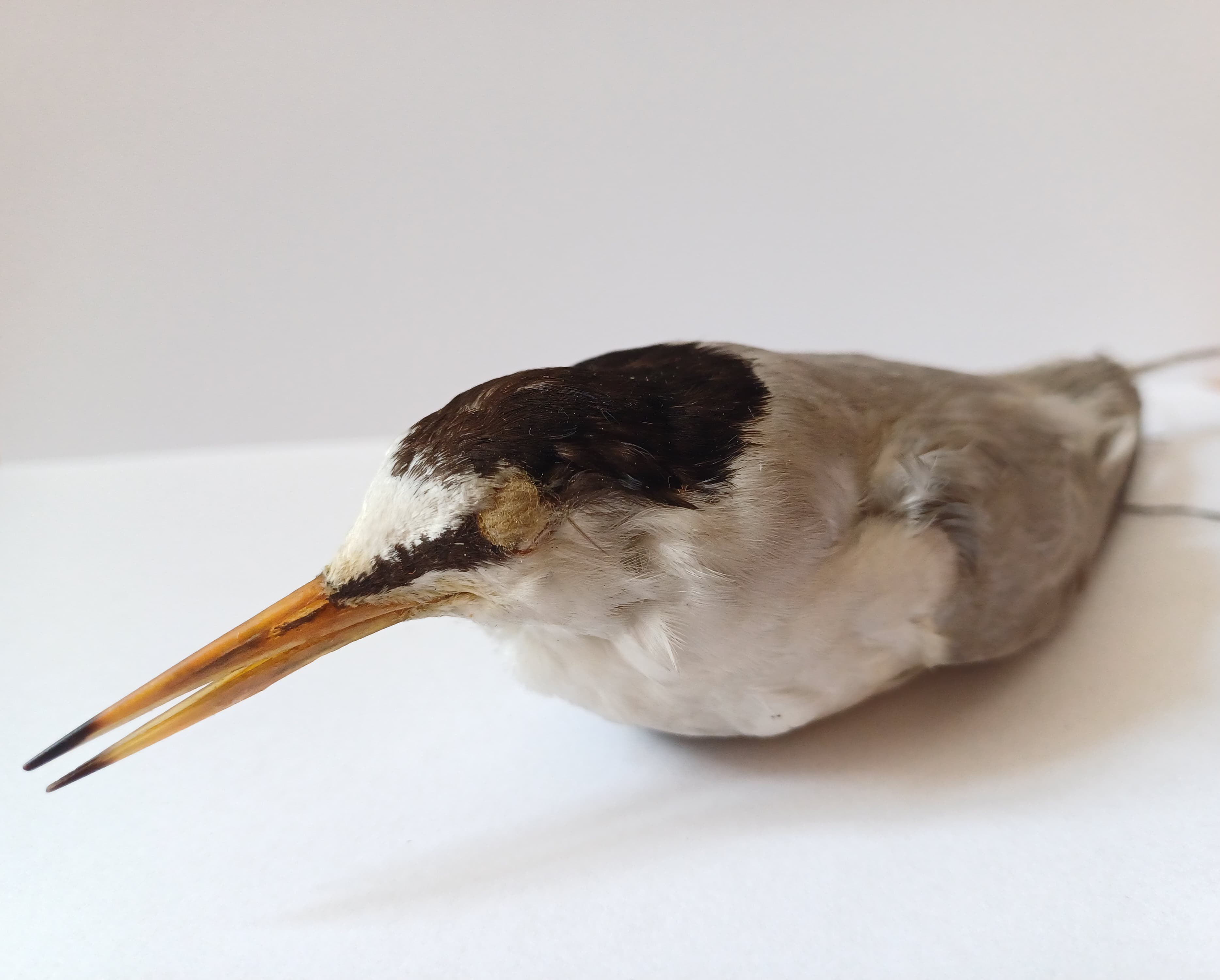 Mazā zīriņa mātītes ādiņa. Ievācis un sagatavojis Haralds Loudons 1912. g. Igaunijā. Foto: Madara Smeltere-Molla.