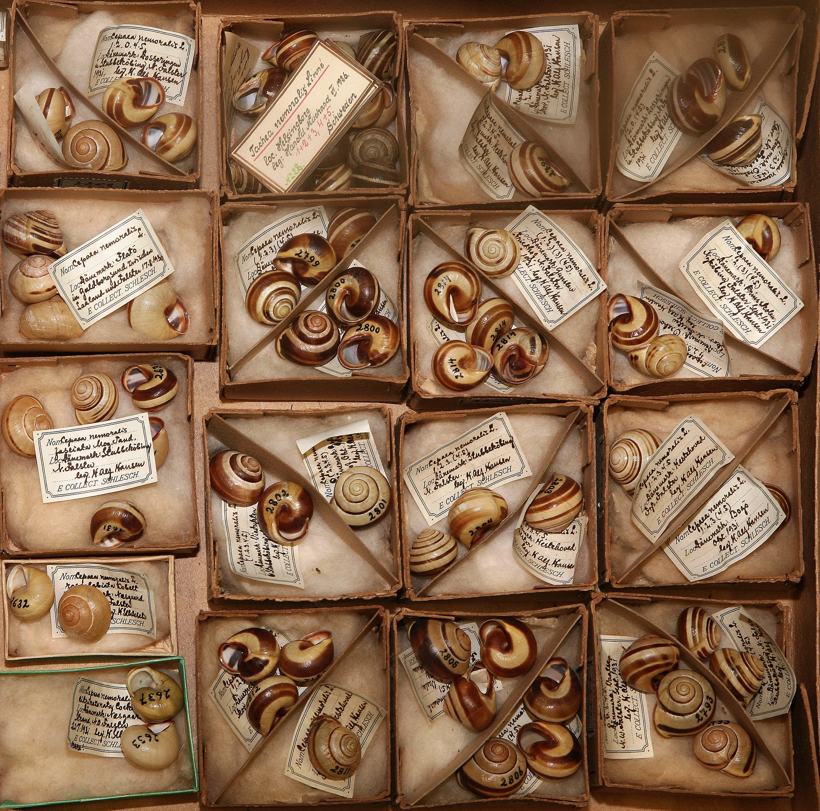 Kaste ar birztalas vīngliemeža Cepaea nemoralis čaulām no H. Šleša kolekcijas. Foto: Mudīte Rudzīte.