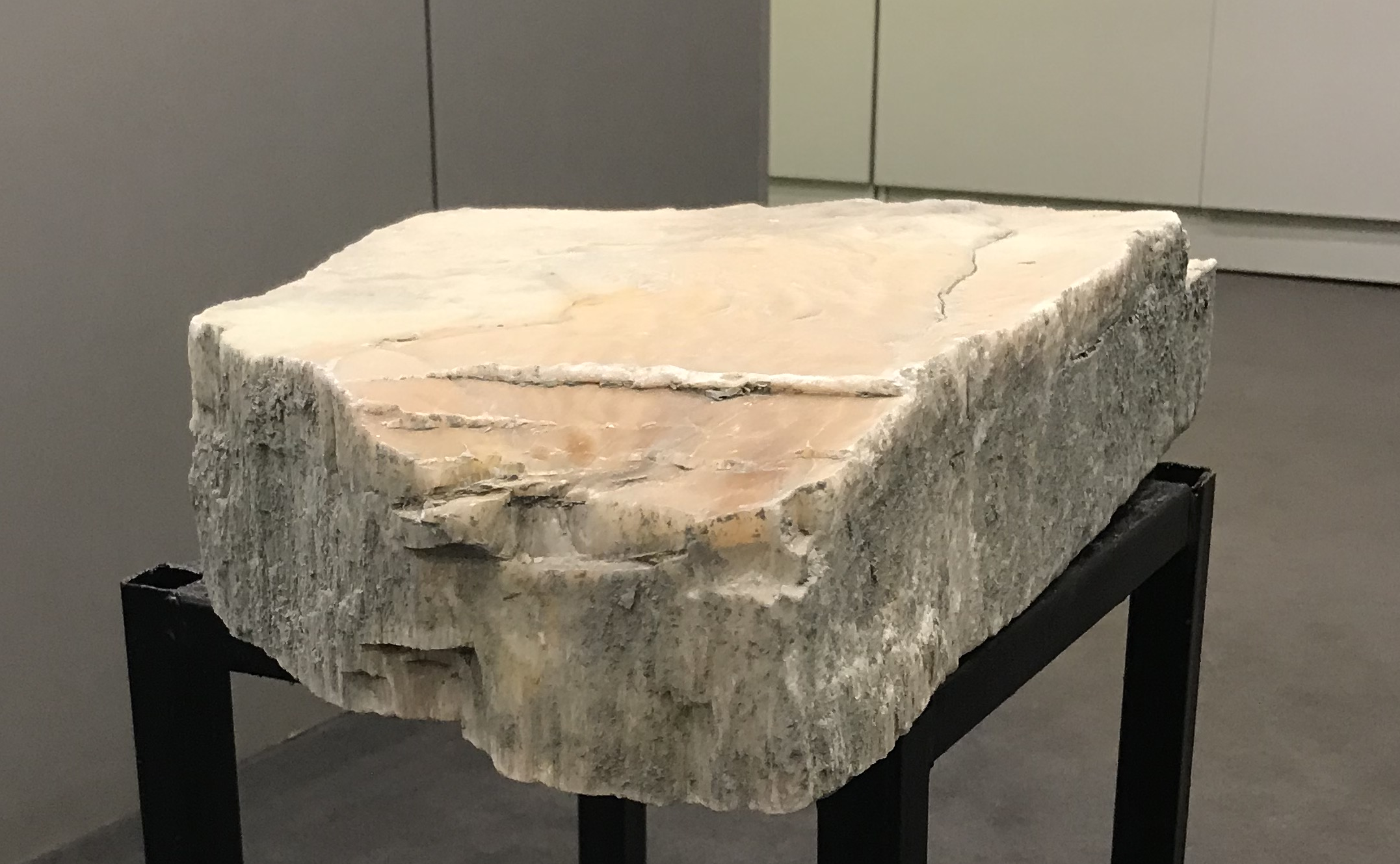 Gipšakmens monolīts no valsts nozīmes atradnes “Salaspils” augšējā devona Salaspils svītas slāņiem. Paraugs nodots LU Muzejam pēc ģeoloģiskās papildizpētes darbiem atradnē 2015.gadā. Foto V.Hodireva