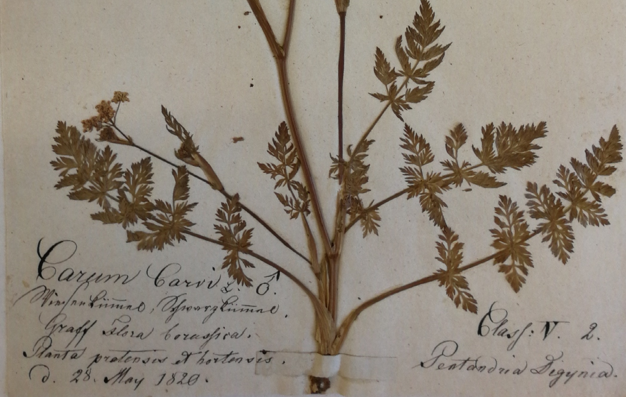 Herbarium Latvicum vecākais pļavas ķimenes herbārijs, ievākts 1820. gadā. LU Muzeja krājums