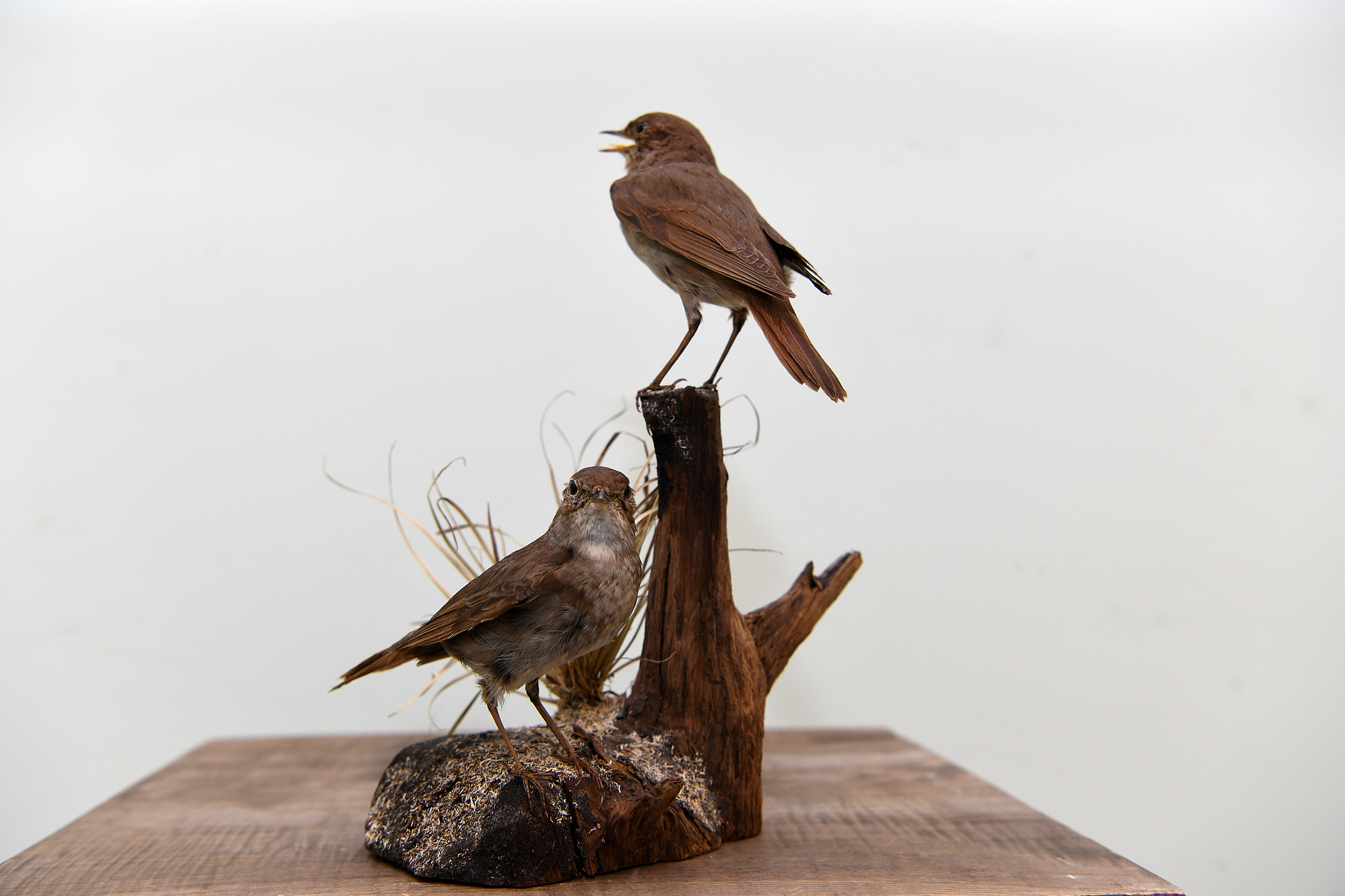 Lakstīgalu (Luscinia luscinia) izbāzeņu pāris, LU Muzeja Zooloģijas kolekciju krājums