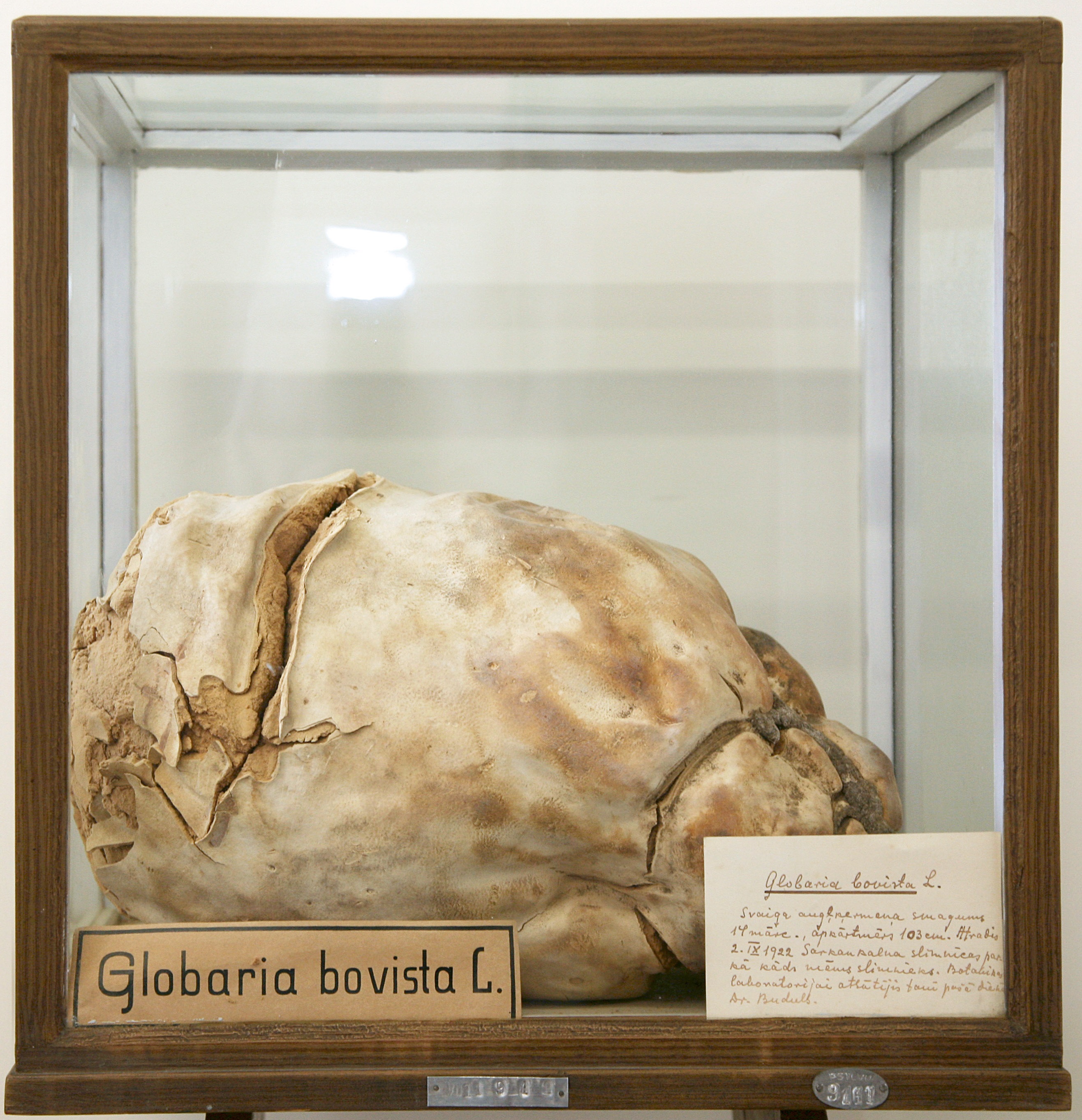 1922. gada 2. septembrī atrastais 103 cm liela apkārtmēra milzu apaļpūpēža augļķermenis, kas atrodas LU Muzeja Botānikas un mikoloģijas kolekcijā (Foto: Sarmīte Livdāne)