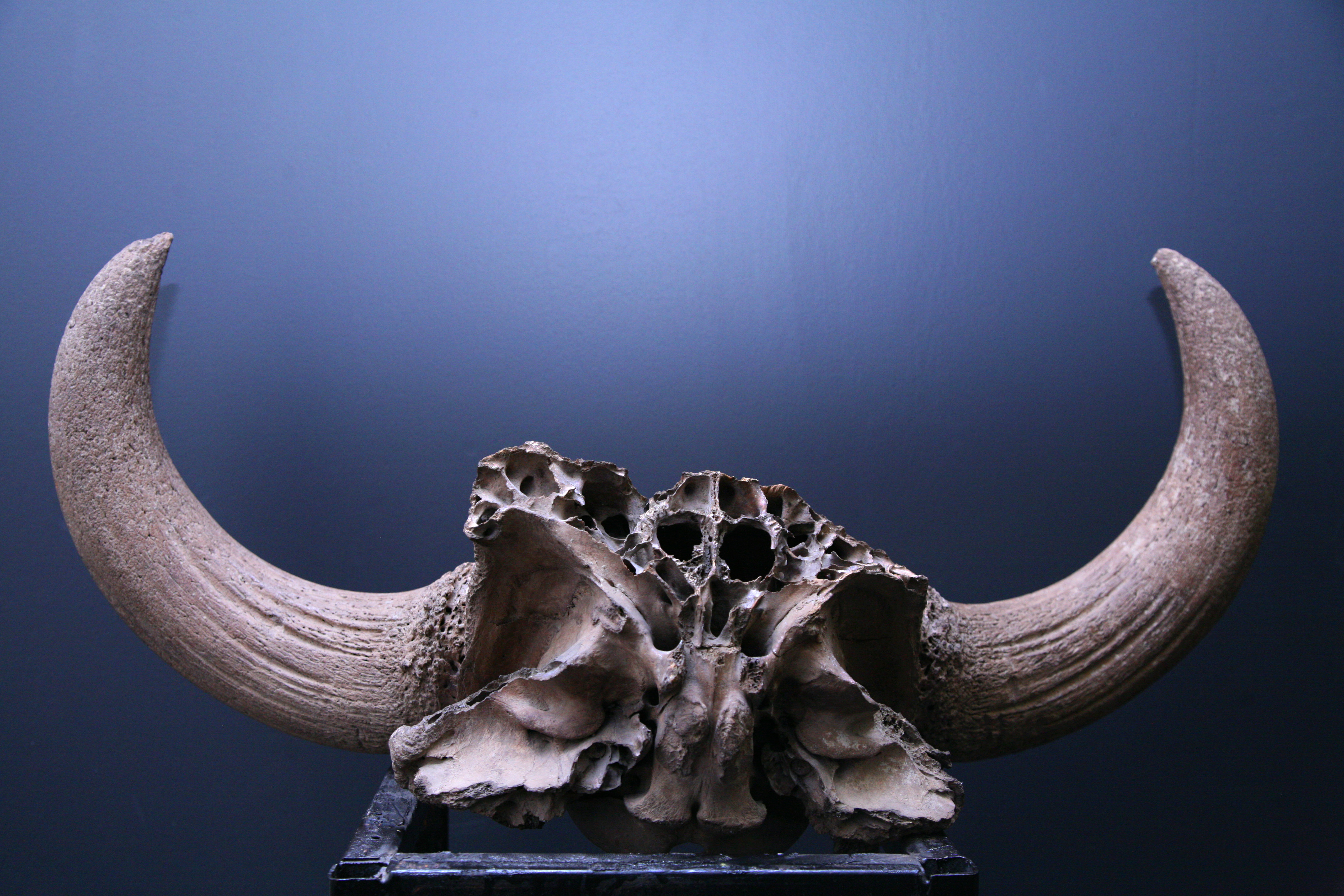 Taura galvaskausa atliekas. Foto: S. Livdāne