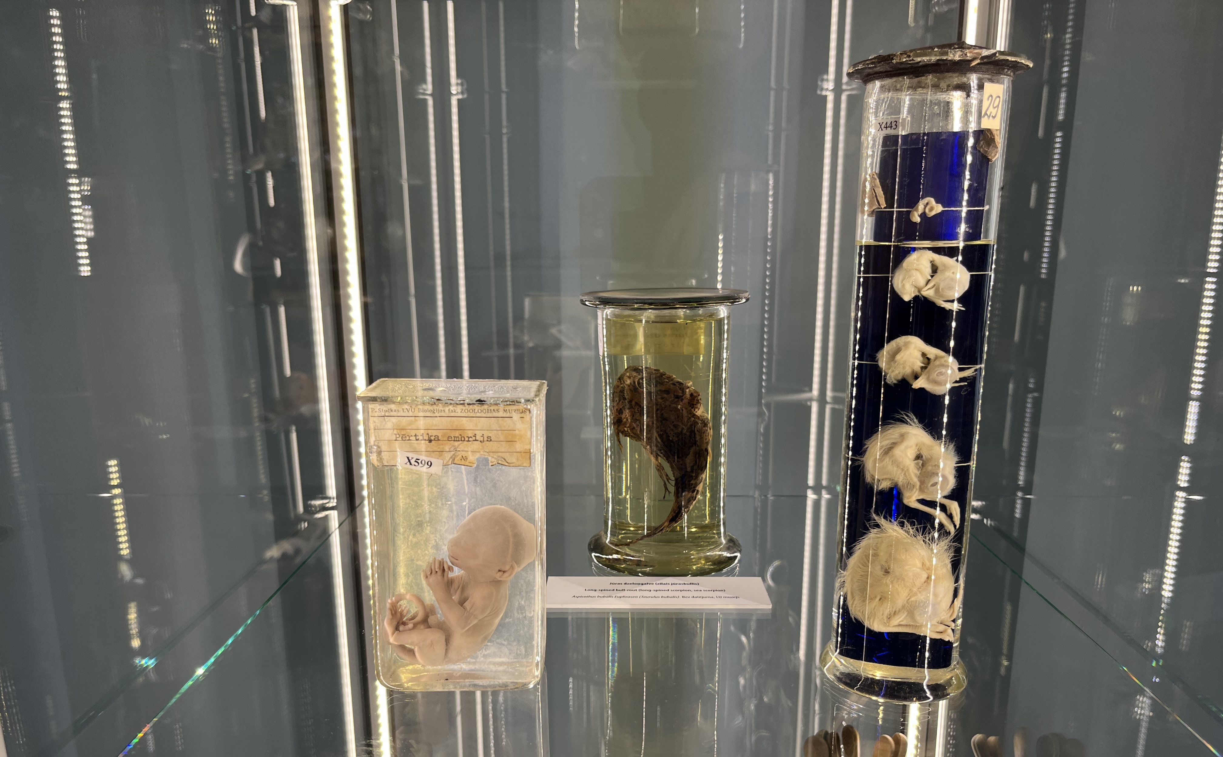 LU Muzeja eksponāti izstādē “Retumu kabineti. Kaislība Eiropā. 16.-21. gs.” Krustpils pilī Jēkabpilī. Foto: Žils Bonviāls