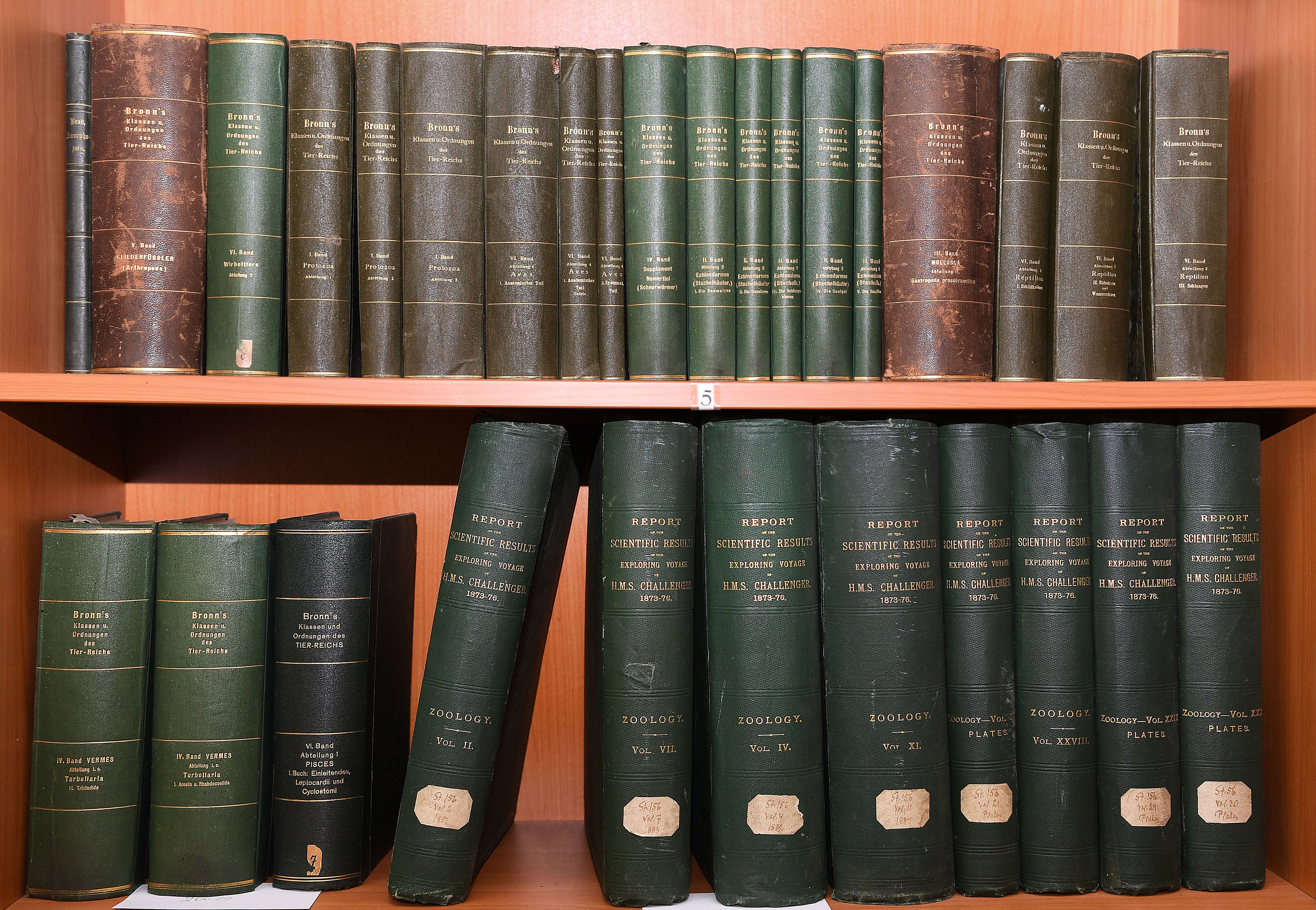 8 sējumi “Report on the scientific results of the Voyage of H.M.S.Challenger” un 23 sējumi “Dr. H.G.Bronn's Klassen und Ordnungen des Their-Reichs” LU Muzeja Zooloģijas kolekciju bibliotēkas krājumā (Foto: Sarmīte Livdāne)